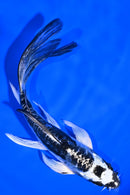 5.25" ARAGOKE KIKOKURYU BUTTERFLY