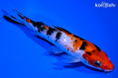 5.5" SANKE