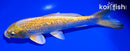 6.5" GINRIN YAMABUKI OGON