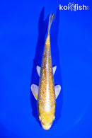 6.5" GINRIN YAMABUKI OGON