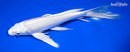 8.25" PLATINUM OGON BUTTERFLY