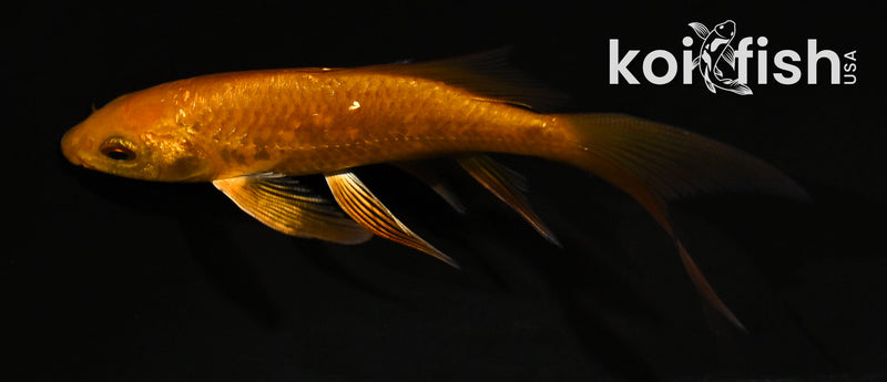4.5" GINRIN CHAGOI BUTTERFLY