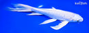 8.25" PLATINUM OGON BUTTERFLY