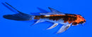 5" KUJAKU BUTTERFLY