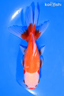 4.75" ORANDA GOLDFISH