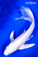 8.25" PLATINUM OGON BUTTERFLY