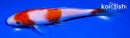 6.5" KOHAKU
