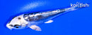 4.25" KIKOKURYU