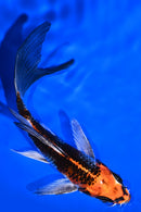 5" KUJAKU BUTTERFLY