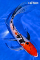 10.5" SANKE BUTTERFLY