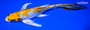 8.75" KUJAKU BUTTERFLY