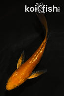 4.5" GINRIN CHAGOI BUTTERFLY