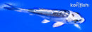 4.25" KIKOKURYU