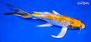 8.75" KUJAKU BUTTERFLY