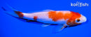 6.5" KOHAKU