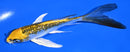 5.75" GINRIN KUJAKU BUTTERFLY