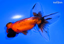 4.5" CALICO TELESCOPE FANTAIL GOLDFISH