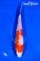 6.5" KOHAKU