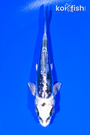 4.25" KIKOKURYU