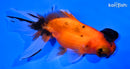 4.5" CALICO TELESCOPE FANTAIL GOLDFISH
