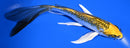 5.75" GINRIN KUJAKU BUTTERFLY