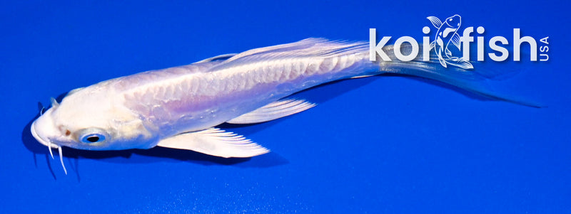 5" GINRIN ARGOKE PLATINUM OGON BUTTERFLY
