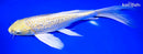 9" GINRIN YAMABUKI OGON BUTTERFLY