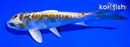 6.5" ARAGOKE KIN KIKOKURYU