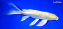 9" GINRIN YAMABUKI OGON BUTTERFLY