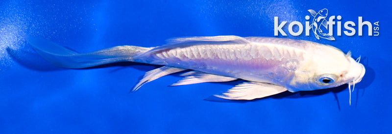 5" GINRIN ARGOKE PLATINUM OGON BUTTERFLY