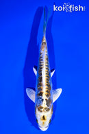 6.5" ARAGOKE KIN KIKOKURYU