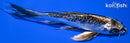 6.75" GINRIN BENI KIKOKURYU BUTTERFLY