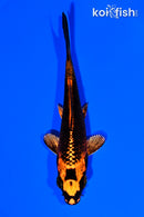 4" KIN ORENJI MATSUBA