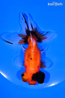 4.5" CALICO TELESCOPE FANTAIL GOLDFISH