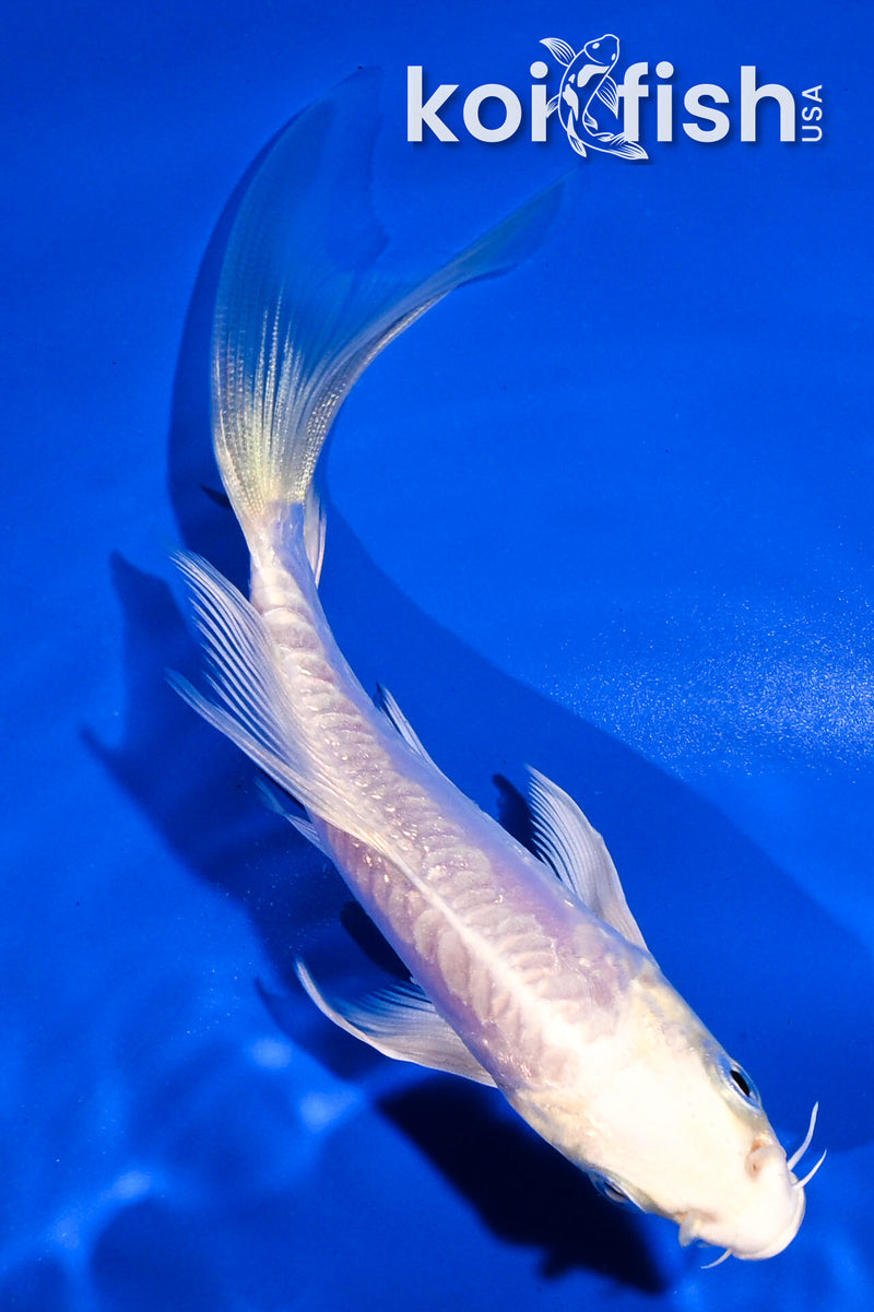 5" GINRIN ARGOKE PLATINUM OGON BUTTERFLY