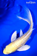 9" GINRIN YAMABUKI OGON BUTTERFLY