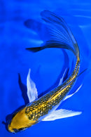 5.75" GINRIN KUJAKU BUTTERFLY
