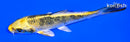 4.75" KUJAKU