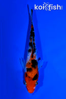 5.5" SANKE