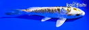 6.5" ARAGOKE KIN KIKOKURYU