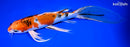 9.75" YAMATO NISHIKI BUTTERFLY