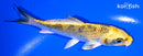 4.75" KUJAKU