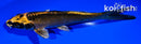 6.75" KIN ORENJI MATSUBA