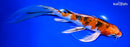 9.75" YAMATO NISHIKI BUTTERFLY