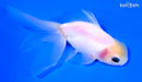 5" ORANDA GOLDFISH