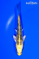 4.75" KUJAKU