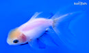5" ORANDA GOLDFISH