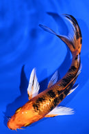 5" KIN ORENJI BEKKO BUTTERFLY