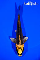 6.75" KIN ORENJI MATSUBA