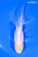 5" ORANDA GOLDFISH